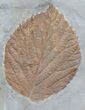 Two Fossil Leafs (Davidia, Beringiaphyllum) - Montana #37196-2
